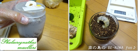 ●GReeen & ヘラクレス & アマノコ♀ & アマノコ標本