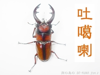 ●トカラ & ビン交換色々 & ギラファ & 四葉・カマキリ 2015/04/02 22:00:00