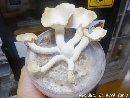 ●パプキン & ヤエマル & ビン交換 & リュウコ & トクノコ