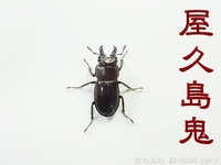 ●屋久島鬼 & ビン交換 & ニジイロ & 2015採集 & ヒメオオ 2015/05/24 11:40:00
