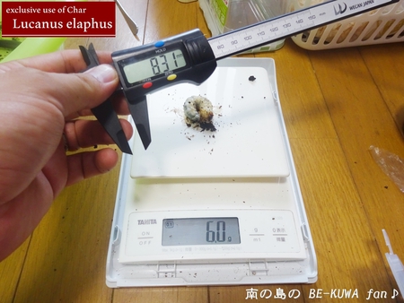 ●屋久島鬼 & ビン交換 & ニジイロ & 2015採集 & ヒメオオ