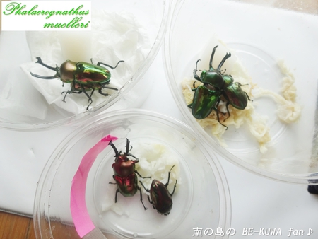 ●屋久島鬼 & ビン交換 & ニジイロ & 2015採集 & ヒメオオ