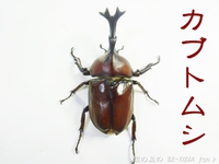 ●カブトムシ & アクアフェアリー & ブリード状況色々 & 標本