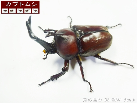 ●カブトムシ & アクアフェアリー & ブリード状況色々 & 標本