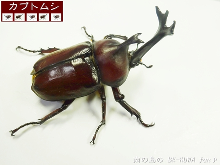 ●カブトムシ & アクアフェアリー & ブリード状況色々 & 標本