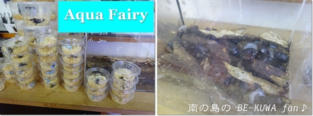 ●カブトムシ & アクアフェアリー & ブリード状況色々 & 標本