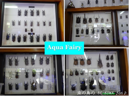 ●カブトムシ & アクアフェアリー & ブリード状況色々 & 標本
