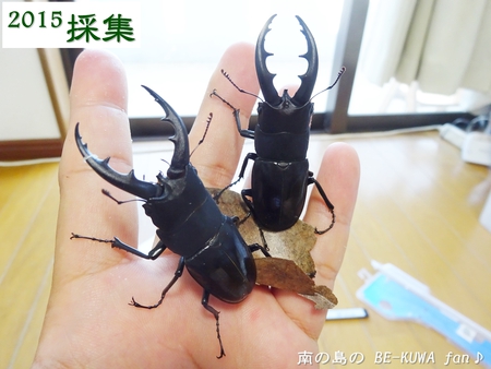 ●カブトムシ & アクアフェアリー & ブリード状況色々 & 標本