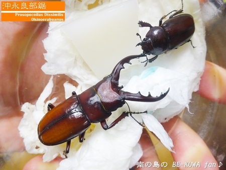 ●カブトムシ & アクアフェアリー & ブリード状況色々 & 標本