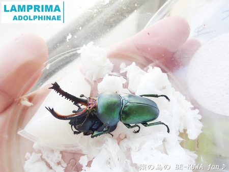 ●カブトムシ & アクアフェアリー & ブリード状況色々 & 標本