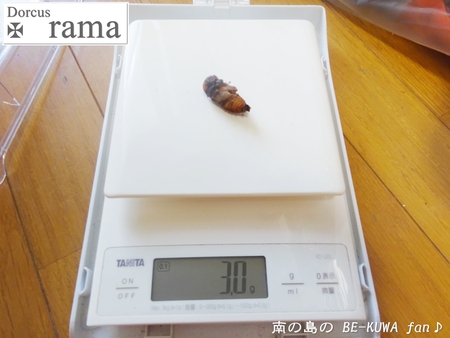●カブトムシ & アクアフェアリー & ブリード状況色々 & 標本