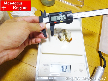 ●カブトムシ & アクアフェアリー & ブリード状況色々 & 標本