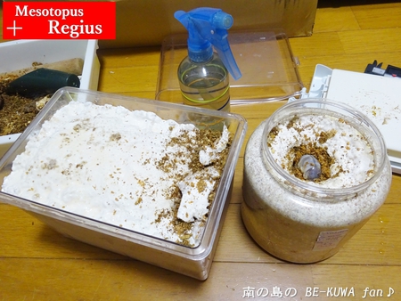 ●カブトムシ & アクアフェアリー & ブリード状況色々 & 標本