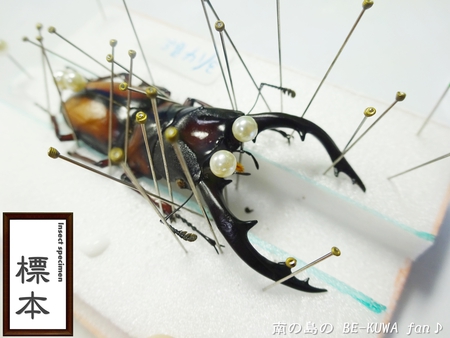 ●カブトムシ & アクアフェアリー & ブリード状況色々 & 標本