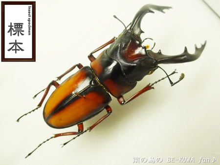 ●カブトムシ & アクアフェアリー & ブリード状況色々 & 標本