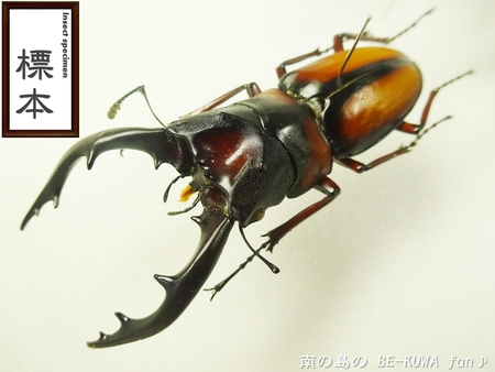 ●カブトムシ & アクアフェアリー & ブリード状況色々 & 標本