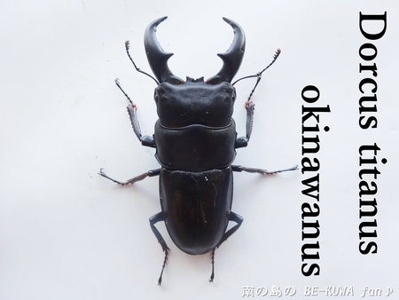 ●オキナワヒラタ & オキノコ & カブトセット & ニジイロ