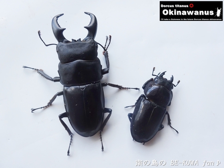 ●オキナワヒラタ & オキノコ & カブトセット & ニジイロ