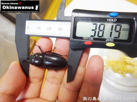 ●オキナワヒラタ & オキノコ & カブトセット & ニジイロ