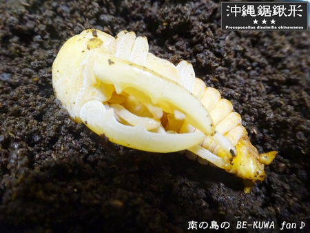 ●オキナワヒラタ & オキノコ & カブトセット & ニジイロ