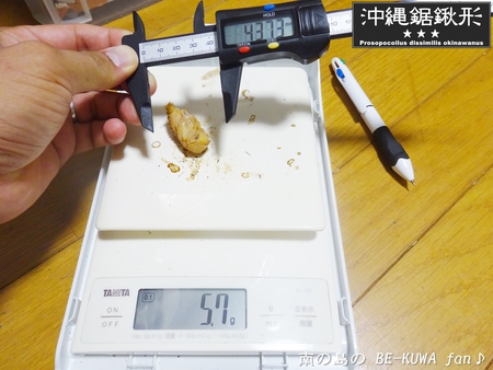 ●オキナワヒラタ & オキノコ & カブトセット & ニジイロ
