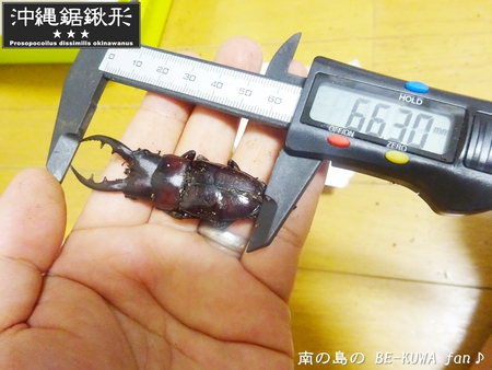 ●オキナワヒラタ & オキノコ & カブトセット & ニジイロ