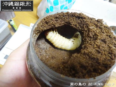 ●オキナワヒラタ & オキノコ & カブトセット & ニジイロ