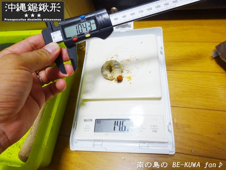 ●オキナワヒラタ & オキノコ & カブトセット & ニジイロ