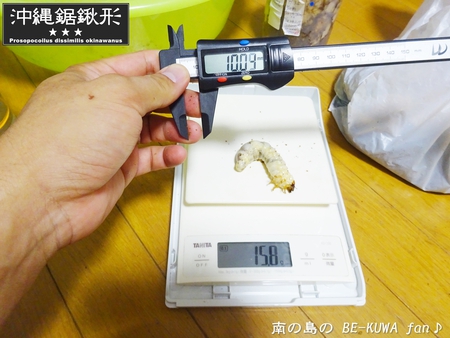 ●オキナワヒラタ & オキノコ & カブトセット & ニジイロ