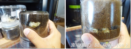 ●オキナワヒラタ & オキノコ & カブトセット & ニジイロ