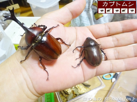 ●オキナワヒラタ & オキノコ & カブトセット & ニジイロ