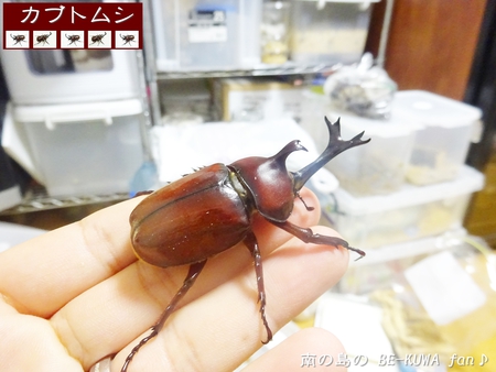 ●オキナワヒラタ & オキノコ & カブトセット & ニジイロ