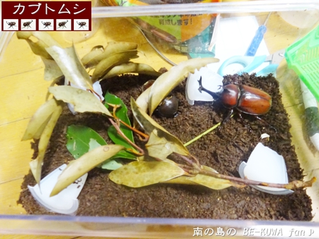 ●オキナワヒラタ & オキノコ & カブトセット & ニジイロ