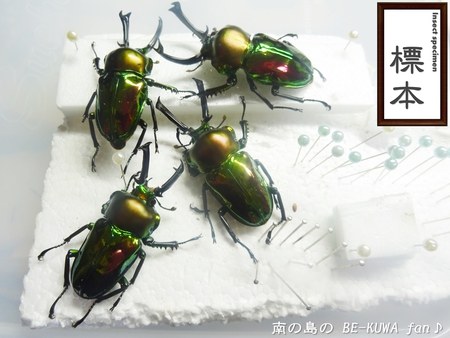 ●オキナワヒラタ & オキノコ & カブトセット & ニジイロ