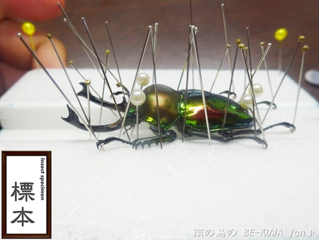 ●オキナワヒラタ & オキノコ & カブトセット & ニジイロ