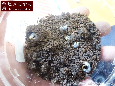 ●スジブト & 虹羽化 & ヒメミヤマ & アマノコ & レギウス