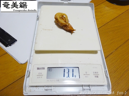 ●スジブト & 虹羽化 & ヒメミヤマ & アマノコ & レギウス