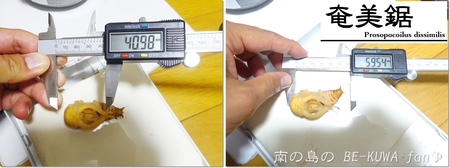 ●スジブト & 虹羽化 & ヒメミヤマ & アマノコ & レギウス
