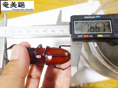 ●スジブト & 虹羽化 & ヒメミヤマ & アマノコ & レギウス