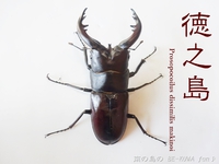 ▲徳之島ノコ & 飼育数 & 縦蛹室 & ニジイロ黒系 2016/01/30 23:40:00