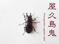 ▲屋久島鬼 & 残念３連発 & ノコ羽化 & 展翅台作成 & シロオビアゲハ♀ 2016/07/04 23:55:00