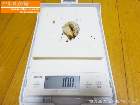 ▲ギラファ & ビン交換色々 & オキノコ展足
