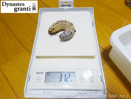 ▲ギラファ & ビン交換色々 & オキノコ展足