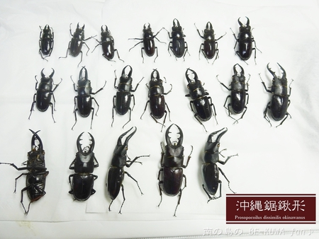 ▲ギラファ & ビン交換色々 & オキノコ展足