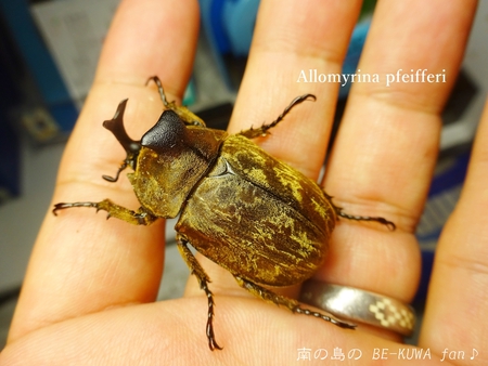 ▲サビイロカブト & 頂き物 & エラフスミヤマ & オウゴンオニ & キヨタミ & オキノエラブノコ & 標本ラベル