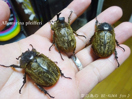 ▲サビイロカブト & 頂き物 & エラフスミヤマ & オウゴンオニ & キヨタミ & オキノエラブノコ & 標本ラベル