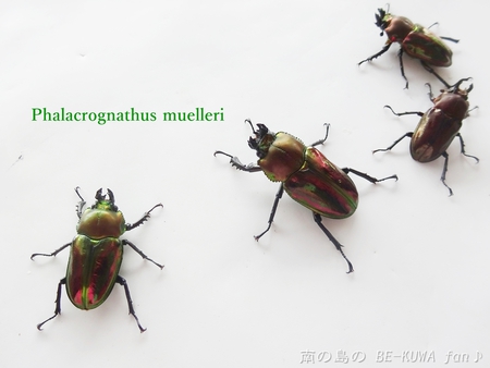 ▲サビイロカブト & 頂き物 & エラフスミヤマ & オウゴンオニ & キヨタミ & オキノエラブノコ & 標本ラベル
