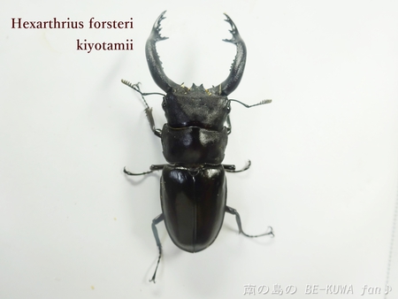 ▲サビイロカブト & 頂き物 & エラフスミヤマ & オウゴンオニ & キヨタミ & オキノエラブノコ & 標本ラベル