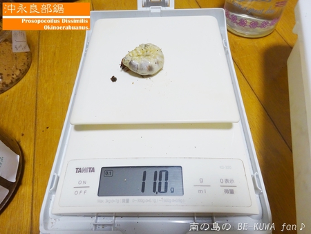 ▲サビイロカブト & 頂き物 & エラフスミヤマ & オウゴンオニ & キヨタミ & オキノエラブノコ & 標本ラベル