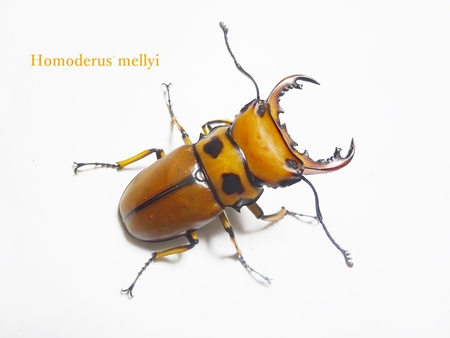 ▲メンガタメリー & オキノエラブノコ & カブトJAPAN & スジブトヒラタ